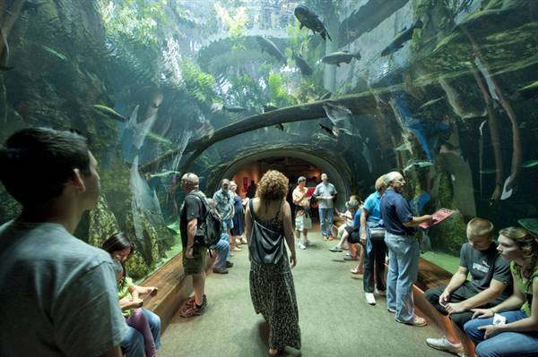 California Academy of Sciences (6/28/2014 - Credits: Photograph Courtesy of Visit California)