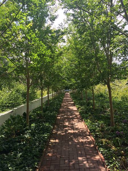 Earl Burns Miller Japanese Garden - California State University Long Beach - CSULB (5/15/2016 - Credits: "Untitled" by Sergei Gussev (CC BY 2.0)[https://creativecommons.org/licenses/by/2.0/legalcode]https://www.flickr.com/photos/sergeigussev/)