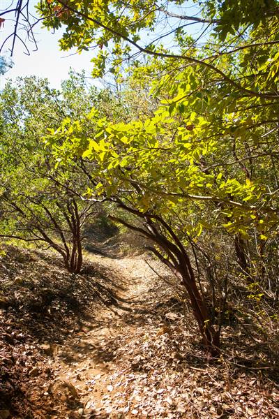Robert Louis Stevenson State Park (SP) (2/14/2015 - Credits: "Palisades Trail" by Harminder Dhesi (CC BY-NC-ND 2.0)[https://creativecommons.org/licenses/by-nc-nd/2.0/legalcode] https://www.flickr.com/photos/harmyd/)