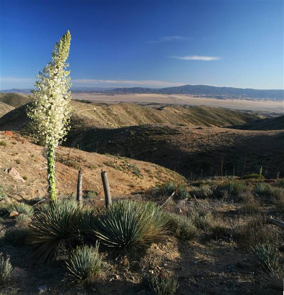 Carrizo Plain National Monument (5/3/2007 - Credits: "Carrizo Plain NM" by Bob Wick, BLM (CC BY 2.0)[https://creativecommons.org/licenses/by/2.0/legalcode]https://www.flickr.com/photos/mypubliclands/)