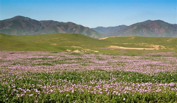Panoche Hills - BLM (2/13/2016 - Credits: "Fields of Filaree" by Flickr User: Elaine with the Grey Cats (CC BY-SA 2.0)[https://creativecommons.org/licenses/by-sa/2.0/legalcode]https://www.flickr.com/photos/elainegreycats/)