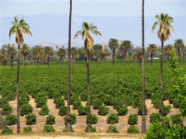 California Citrus State Historic Park (SHP) (3/24/2013 - Credits: "California Citrus State Historic Park" by Flickr User: Jasperdo (CC BY-NC-ND 2.0)[https://creativecommons.org/licenses/by-nc-nd/2.0/legalcode]https://www.flickr.com/photos/mytravelphotos/)