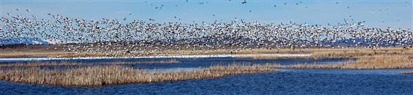 Ash Creek Wildlife Area - California Department of Fish & Wildlife (CDFW) (3/15/2010 - Credits: "Large flock of birds in flight" by Darron Birgenheier (CC BY-SA 2.0)[https://creativecommons.org/licenses/by-sa/2.0/legalcode] https://www.flickr.com/photos/darronb/)