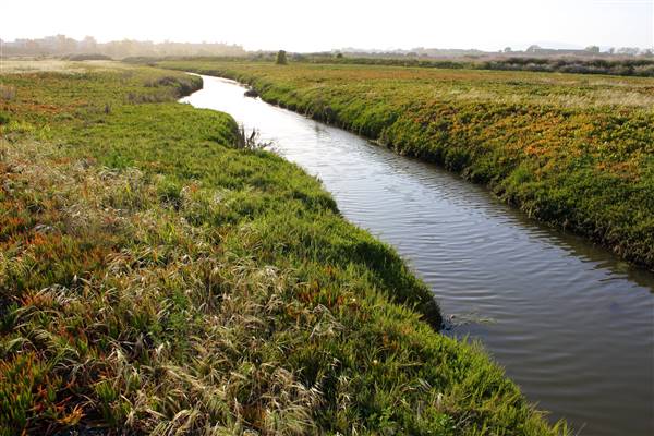 Ballona Wetlands Ecological Reserve - California Department of Fish & Wildlife (CDFW) (5/10/2009 - Credits: "Ballona Wetlands" by Flickr User: dailymatador (CC BY-NC-ND 2.0)[https://creativecommons.org/licenses/by-nc-nd/2.0/legalcode] https://www.flickr.com/photos/dailymatador/)
