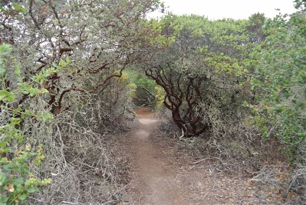 Burton Mesa Ecological Reserve - California Department of Fish & Wildlife (CDFW) (7/14/2014 - Credits: "Burton Mesa 101" by Janice Mackey for CDFW (CC BY 2.0)[https://creativecommons.org/licenses/by/2.0/legalcode] https://www.flickr.com/photos/californiadfg/)