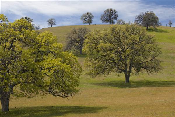 Cache Creek Wilderness (1/6/2015 - Credits: "BLM Winter Bucket List #14 Cache Creek Natural Area, California, for Eagle Hikes" by Bob Wick for BLM (CC BY 2.0)[https://creativecommons.org/licenses/by/2.0/legalcode] https://www.flickr.com/photos/mypubliclands/)