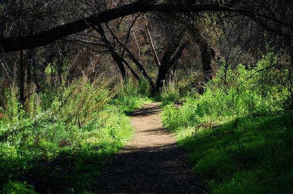 Blue Sky Ecological Preserve - City of Poway & California Department of Fish & Wildlife (CDFW) (2/28/2009 - Credits: "Riparian Forest" by Kyle Mahan (CC BY-NC 2.0)[https://creativecommons.org/licenses/by-nc/2.0/legalcode]https://www.flickr.com/photos/kindofblue115/)