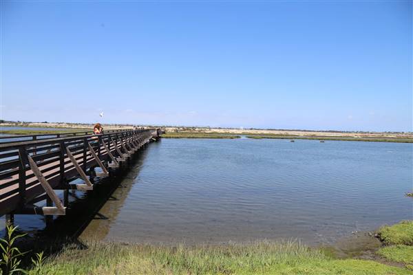 Bolsa Chica Ecological Reserve - California Department of Fish & Wildlife (CDFW) (10/18/2016 - Credits: Photo courtesy of Kris Bunting)