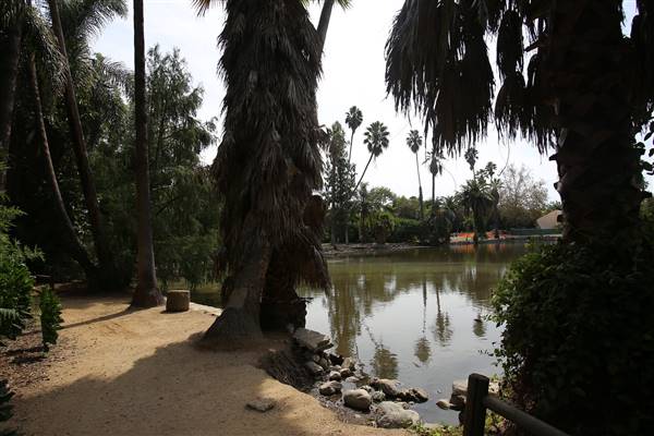 Los Angeles County Arboretum (11/3/2016 - Credits: Photo courtesy of Kris Bunting)