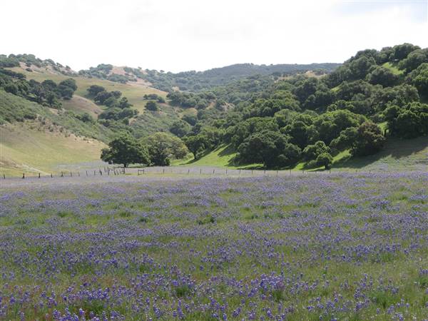 Salinas Valley (6/28/2017)
