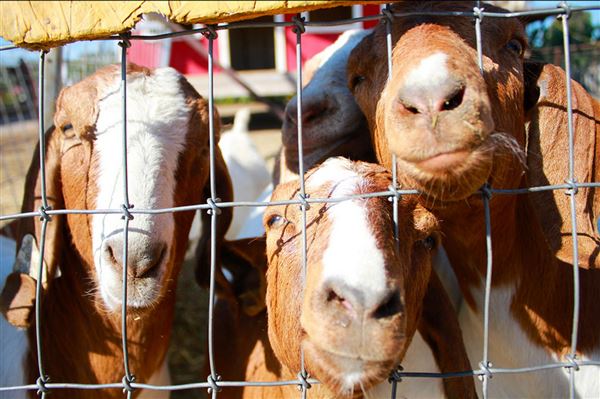 Shasta County Agricultural (1/19/2018)