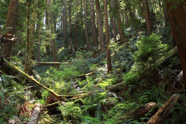 Russian Gulch State Park (SP) / Russian Gulch Bridge - Highway 1 - South Trail - One of the least traveled but accessable from mouth of Fern Canyon Trail. Has gullies filled with lush ferns, old redwood trees, and fallen logs. Far in, it eventually leads west toward a grove of dead Douglas Fir trees and then connects with South Headland Trail. (4/22/2018 - Credits: Kellen Lim)