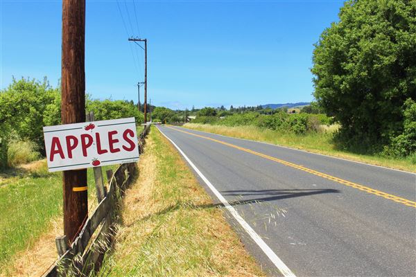 Highway 128 - Anderson Valley corridor - Highway 128 - Near Gowan's Oak Tree Farm Stand (5/15/2018 - Credits: Kellen Lim)