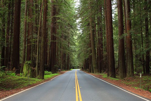 Navarro River Redwoods State Park (SP) (5/15/2018 - Credits: Kellen Lim)
