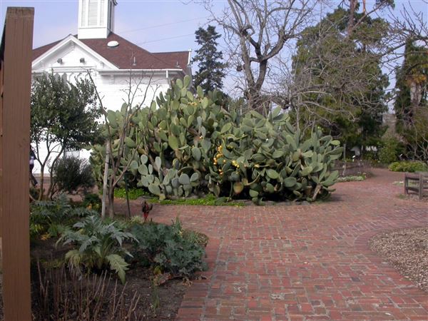Luther Burbank Home & Gardens (7/25/2018)