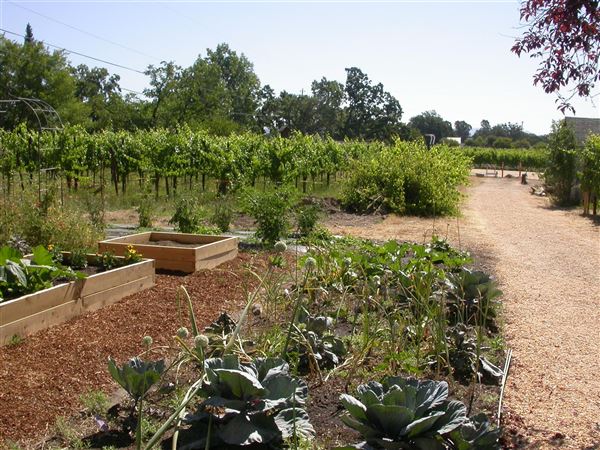 Olivet Grange Vineyard (7/25/2018)