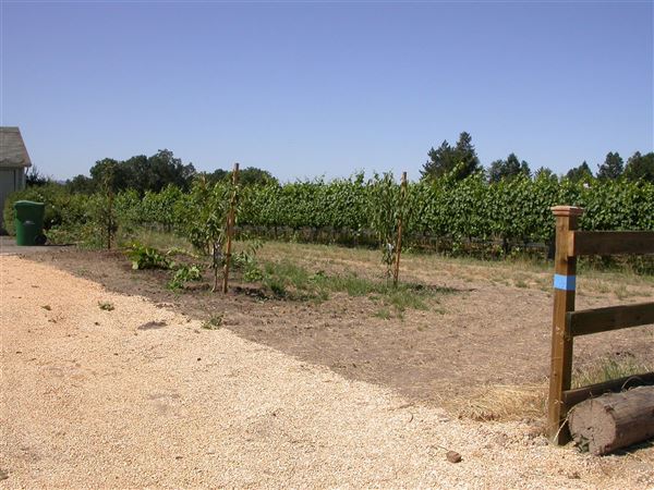 Olivet Grange Vineyard (7/25/2018)