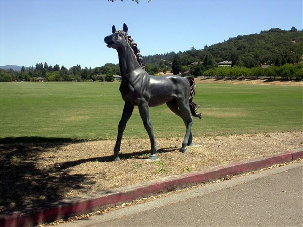 Wine Country Polo Club / Santa Rosa Polo Club (7/25/2018)