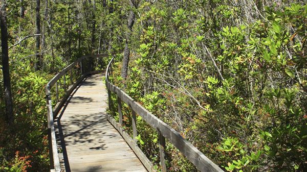 Van Damme State Park (SP) / Beach / Pygmy Forest / Fern Canyon Trail / Spring Ranch Trail - Pygmy Forest (6/1/2018 - Credits: Kellen Lim)