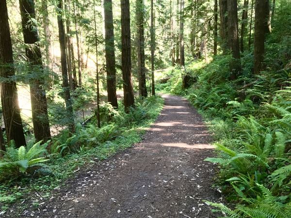 Van Damme State Park (SP) / Beach / Pygmy Forest / Fern Canyon Trail / Spring Ranch Trail - Fern Canyon Trail, lush canyon area (6/2/2018 - Credits: Kellen Lim)