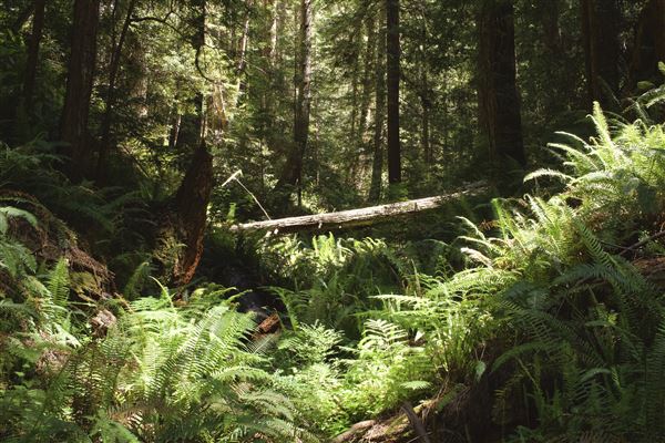 Van Damme State Park (SP) / Beach / Pygmy Forest / Fern Canyon Trail / Spring Ranch Trail - Fern Canyon Trail, lush canyon area (6/2/2018 - Credits: Kellen Lim)