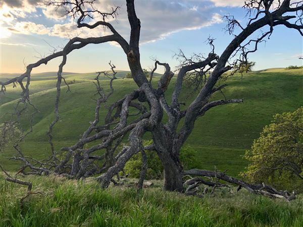 Enney Ranch @ Paso Robles (1/4/2021 - Credits: Courtney Delancey)