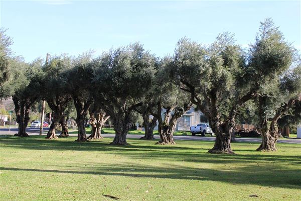 Woodson Park (3/1/2022 - Credits: Film Tehama)