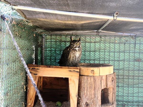 West Coast Falconry (4/11/2022 - Credits: Yuba Sutter Film Commission)