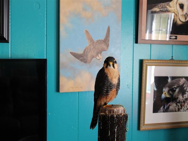 West Coast Falconry (4/11/2022 - Credits: Yuba Sutter Film Commission)