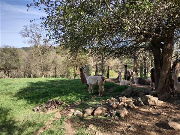 New Leaf Llama Farm (4/11/2022 - Credits: Yuba Sutter Film Commission)