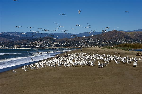 McGrath State Beach (SB) (1/9/2012 - Credits: Brian Baer)