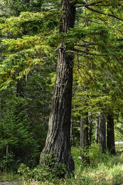 Reynolds Wayside Campground State Park (SP) (6/26/2015 - Credits: Brian Baer)