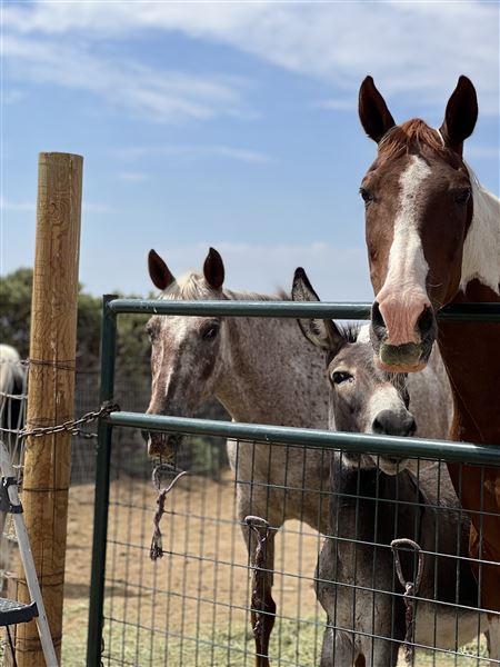 Animal Party Rescue and Sanctuary (3/17/2023)