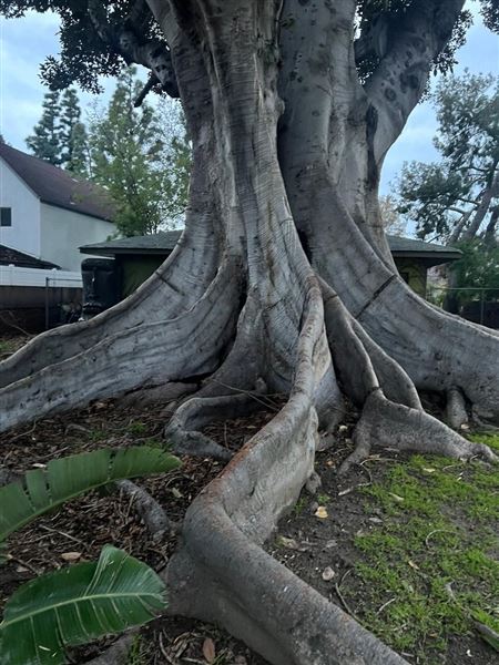 Swiss Family Robinson / Tarzan Treehouse - one of the models for the Disneyland Walk-Through Attraction (4/24/2023 - Credits: Natalie Sumara)