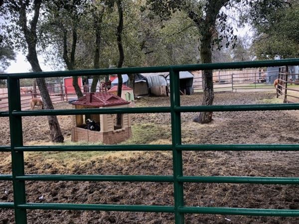 Red Thorne Ranch / The Barn Loft / Mini Petting Zoo (3/23/2023 - Credits: Amber Thorne)