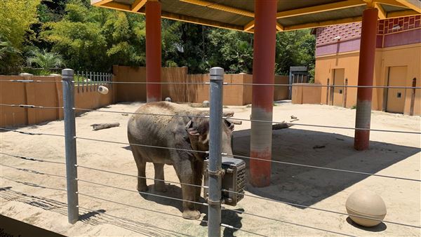 Los Angeles Zoo & Botanical Gardens - LA Zoo (6/25/2023 - Credits: Brandy Davis)