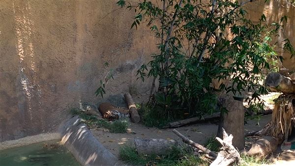 Los Angeles Zoo & Botanical Gardens - LA Zoo (6/25/2023 - Credits: Brandy Davis)