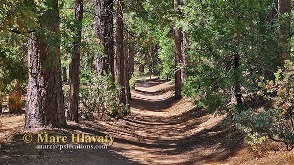 Idyllwild Nature Center - Forest (7/5/2023 - Credits: Marc Hlavaty)