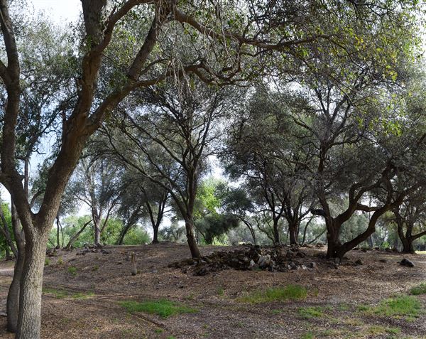 Olive Ranch (7/14/2022)