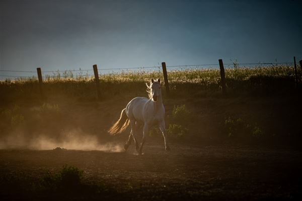 Rankin Ranch - California Cattle & Guest Ranch (5/15/2023 - Credits: Amanda Rankin)