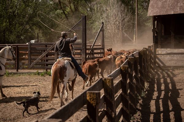 Rankin Ranch - California Cattle & Guest Ranch (5/15/2023 - Credits: Amanda Rankin)