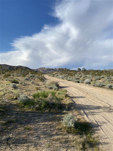 Joshua Tree Barren Landscape (6/1/2024 - Credits: malek alqadi)