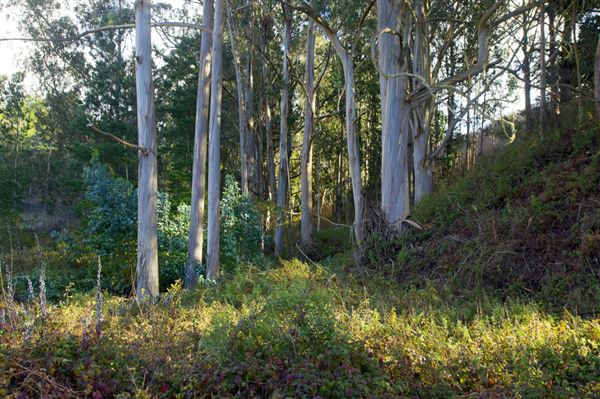 Burleigh H. Murray Ranch Park Property (8/5/2024 - Credits: Photo Courtesy of California State Parks 2024)