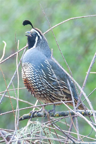 Vichy Springs Resort and Inn - Quail, lots of them (5/8/2024 - Credits: Gilbert Ashoff)