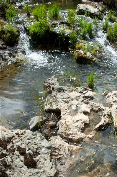 Vichy Springs Resort and Inn - Travertine and the stream (5/8/2024 - Credits: Gilbert Ashoff)