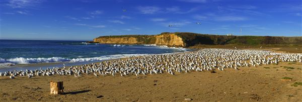 Wilder Ranch State Park (SP) / Four Mile Beach & Three Mile Beach (1/20/2011 - Credits: Brian Baer)