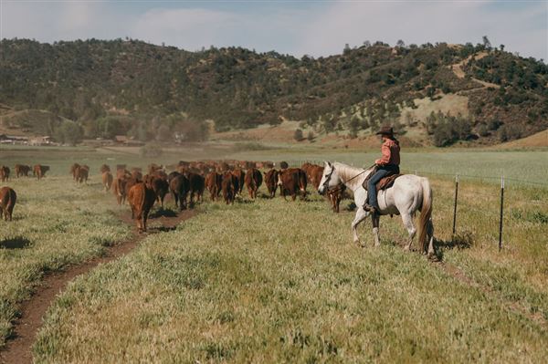 Rankin Ranch - California Cattle & Guest Ranch (2/5/2025 11:00:47 AM - Credits: submitted by:)