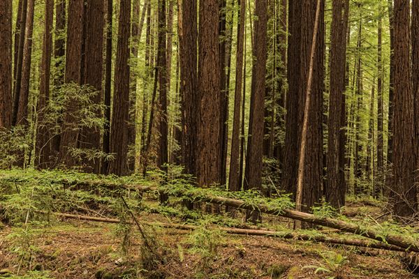 Armstrong Redwoods State Natural Reserve (SNR) (5/26/2015 - Credits: Brian Baer)