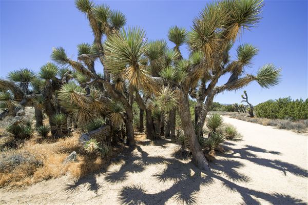 Arthur B. Ripley Desert Woodland State Park (SP) (6/8/2015 - Credits: Brian Baer)