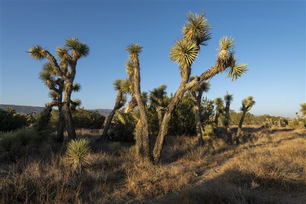 Arthur B. Ripley Desert Woodland State Park (SP) (9/16/2021 - Credits: Brian Baer)